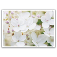 White hydrangea