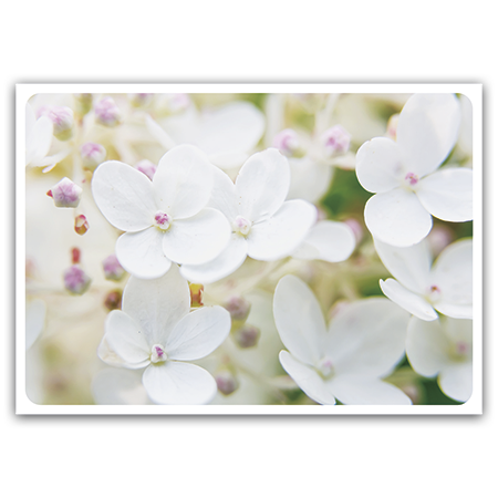Valkoinen hortensia