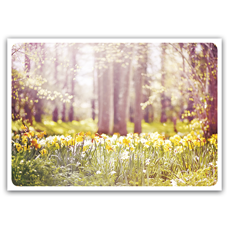 Daffodils in the forest