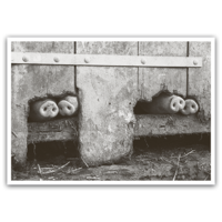 Domestic pigs