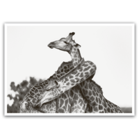 Giraffe hug