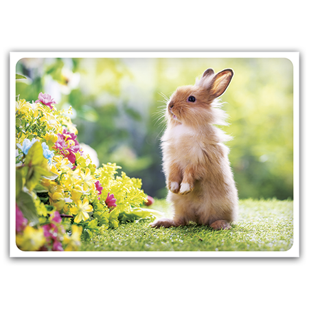 Bunny and spring flowers