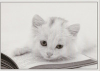 Kitten on book