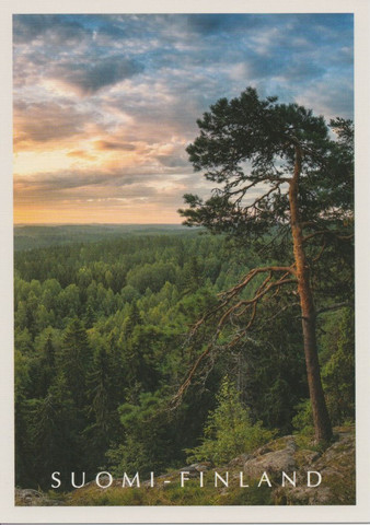 Beautiful pine landscape