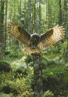 Lapinpöllö