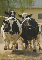Running cows