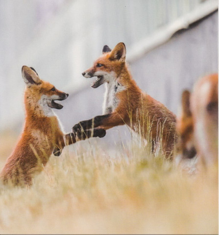 Showdown of the fox cubs - Ossi Saarinen (13x14cm)