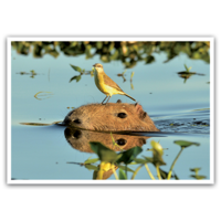 Capybara