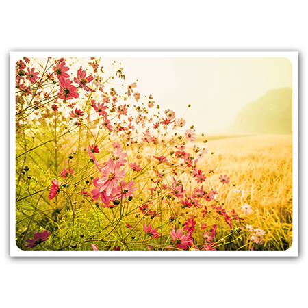 Cosmos flowers