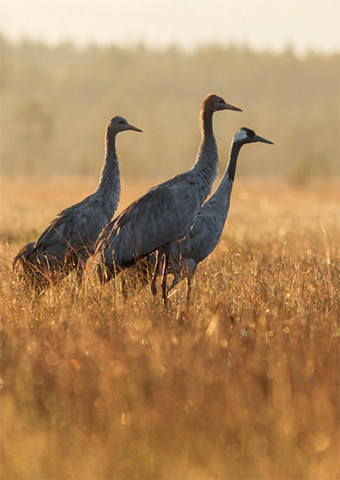 Crane family in the field