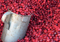 The lingonberries