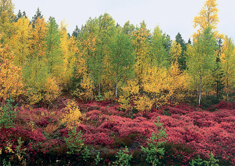 Värikäs syksyinen metsä