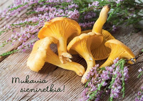 Mukavia sieniretkiä!
