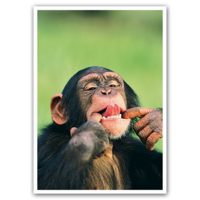 Chimpanzee grimace