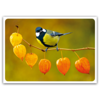 Autumnal great tit