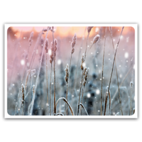 Winter grasses