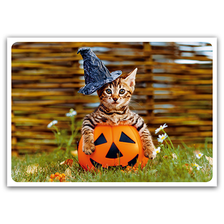 Halloween cat