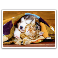 A dog and a cat under a blanket