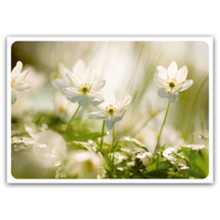 White anemones in the sunshine