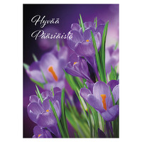 Hyvää pääsiäistä - violetit krookukset #1
