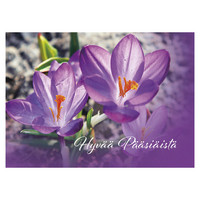 Hyvää pääsiäistä - violetit krookukset #2