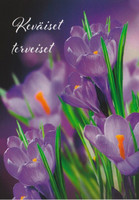 Keväiset terveiset - violetit krookukset #1