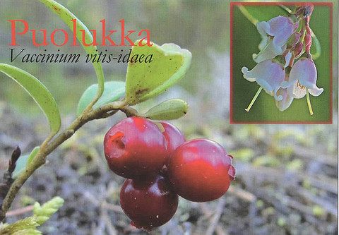 Cowberry