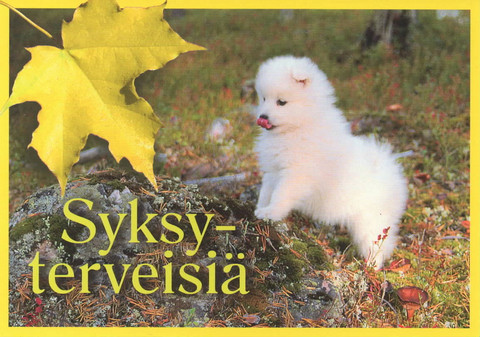 Syksyterveiset