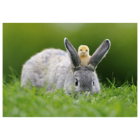 Bunny and chick
