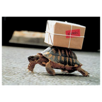 Express turtle