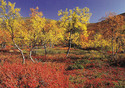 Finnish autumn and other autumnal