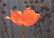 Congrats - poppy