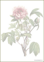 Vintage flower - writing papers (A5, 10s) #1