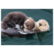 Otter mother and baby