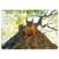 Squirrel in a tree
