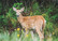 White-tailed deer