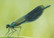 Banded demoiselle