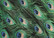 Peacock tail feathers