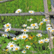 Daisies (14x14cm)