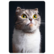Cat posing