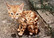 Wet kitten