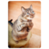 Begging cat