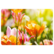 Colourful tulips