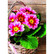 Spring primroses