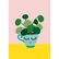 Studio Inktvis - Pilea Pancake Plant