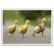 Ducklings