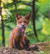 Fox cub grimace - Ossi Saarinen (13x14cm)