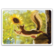 Squirrel and sunflower