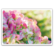 Hydrangea