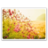 Cosmos flowers